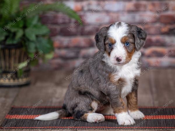 mini bernedoodle near Saint Louis MO