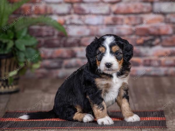 mini bernedoodle near Saint Louis MO