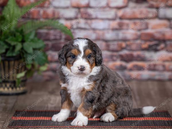 mini bernedoodle near Saint Louis MO