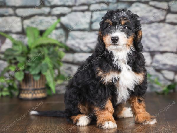 F1 mini bernedoodle near Chicago Illinois