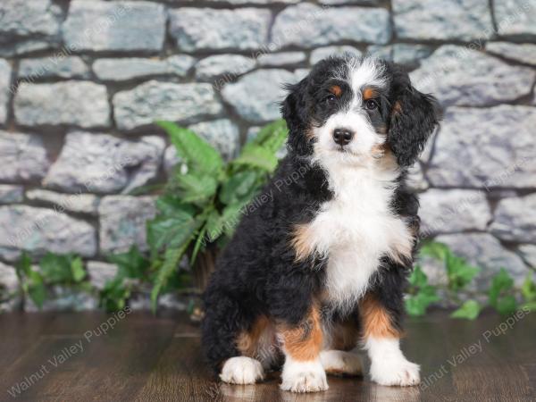 F1 mini bernedoodle near Chicago Illinois