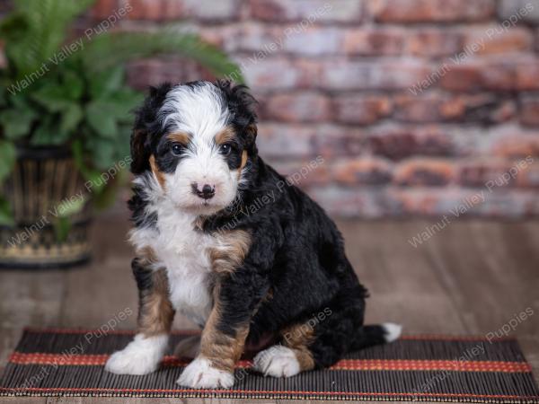mini bernedoodle near Chicago Illinois 