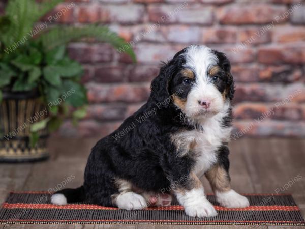 mini bernedoodle near Saint Louis MO