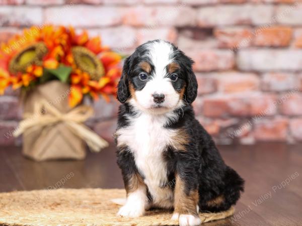 tri-colored mini bernedoodle near Chicago Illinois