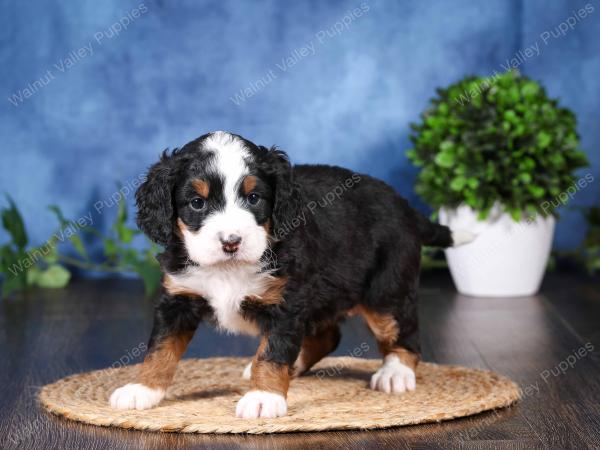 tri-colored mini bernedoodle near Chicago Illinois