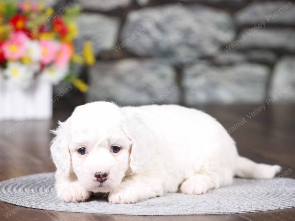 tri-colored mini bernedoodle near Chicago 