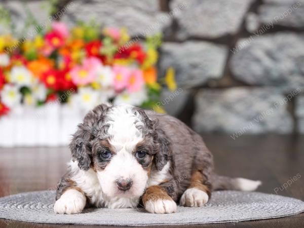 tri-colored mini bernedoodle near Chicago 