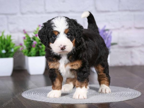tri-colored mini bernedoodle near Chicago Illinois