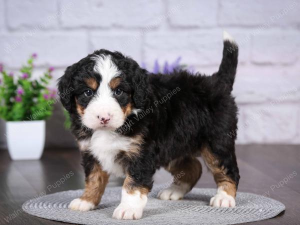 tri-colored mini bernedoodle near Chicago Illinois