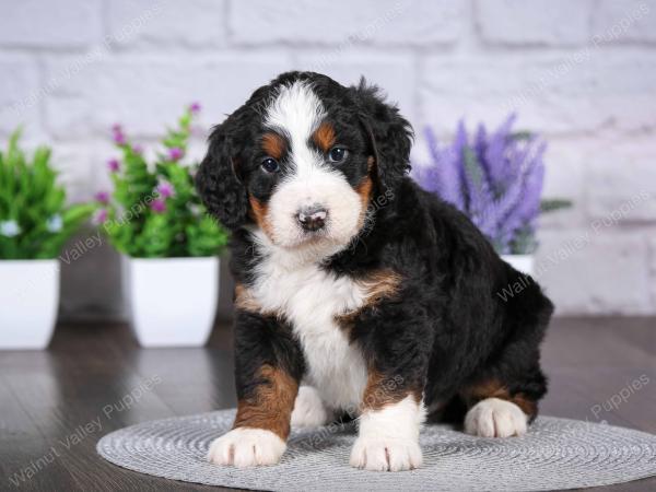 tri-colored mini bernedoodle near Chicago Illinois