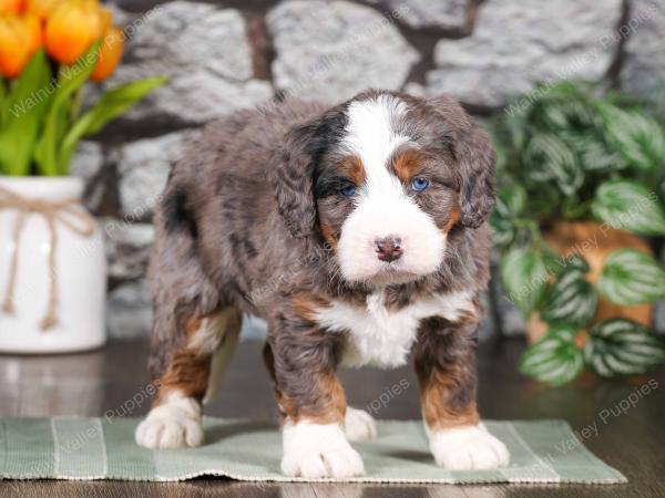 tri-colored mini bernedoodle near Chicago Illinois
