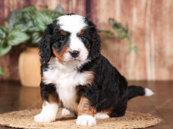tri-colored mini bernedoodle near Chicago 