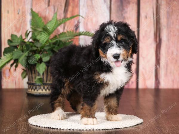   tri-colored standard bernedoodle near Chicago Illinois
