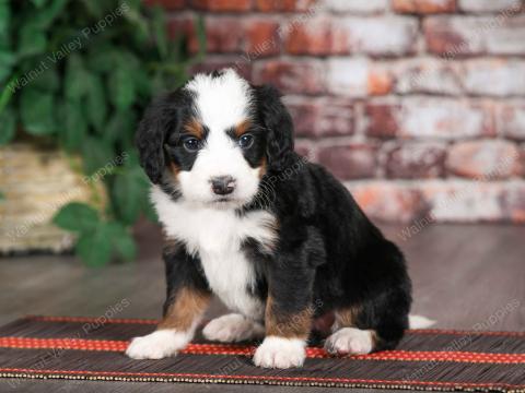 Jasmine's puppies are all reserved!