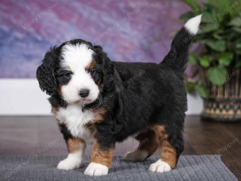 Buttercup's puppies are all reserved!