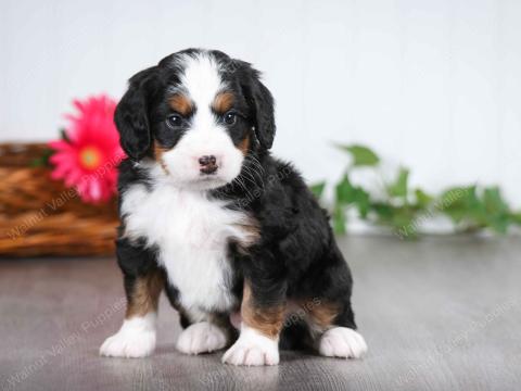 Mindy‘s puppies are all reserved!