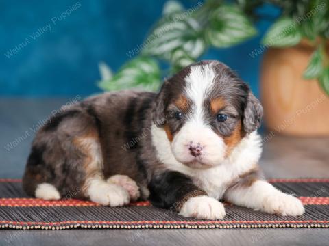 Jody has 11 puppies! Availability pending...