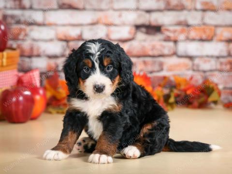 Becky has 10 puppies! Several available!