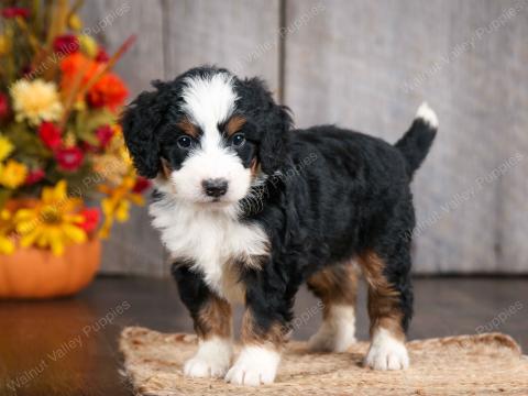 Buttercup has 11 puppies! Several available!