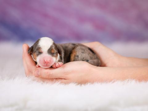 Paris has 11 puppies!