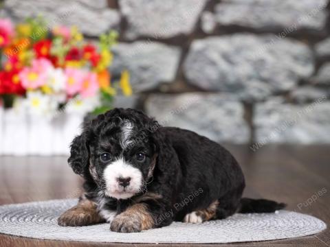 Katie Bug has 1 available puppy!