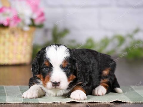 Buttercup has 5 puppies!
