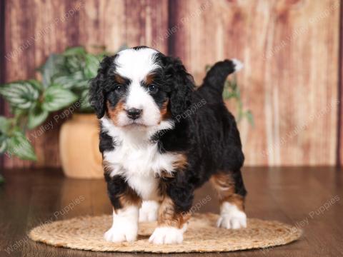 Buttercup has one available puppy!! 
