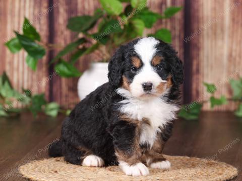 Misty has an available puppy!