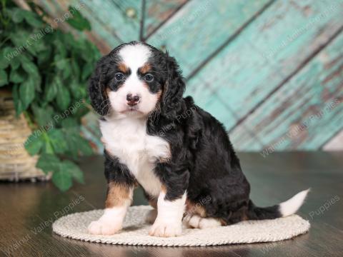 Jasmine's puppies found their forever homes
