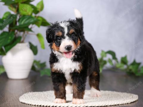 Lilac has 2 available puppies!