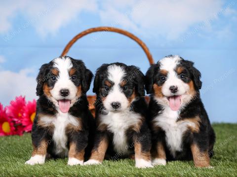 Becky has 3 puppies!