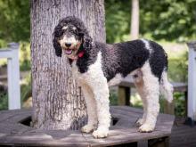 Banjo Standard Poodle