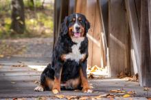 Brooke, Bernese Mountain Dog 