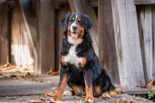 Brooke, Bernese Mountain Dog 