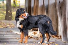 Brooke, Bernese Mountain Dog 