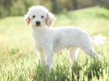 Jasper Mini Poodle