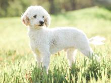 Jasper Mini Poodle