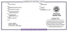 AKC Registration Certificate 