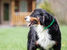 Jody Bernese Mountain Dog