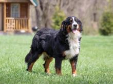 Jody Bernese Mountain Dog