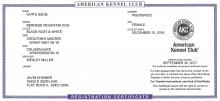AKC Registration Certificate!