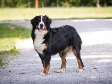 Skye