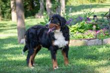 Becky, Bernese Mountain Dog 