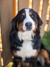 Paris Bernese Mountain dog 