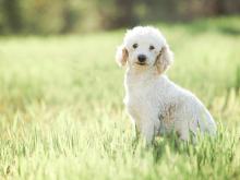 Jasper Mini Poodle