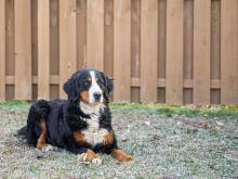 Paris Bernese Mountain dog 