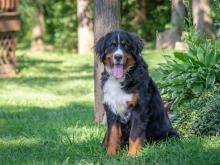 Becky, Bernese Mountain Dog 