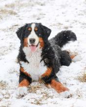 Bernese Mountain Dog mom