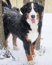 Bernese Mountain Dog mom