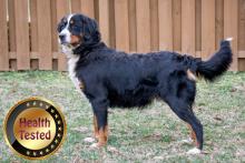 Bernese Mountain Dog